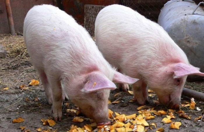 Содержание свиней в домашних условиях