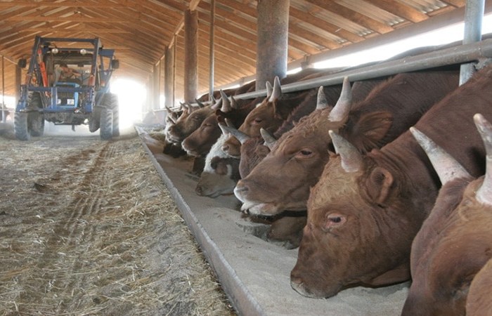 Выращивание бычков на мясо