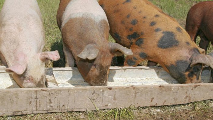 Технология откорма свиней