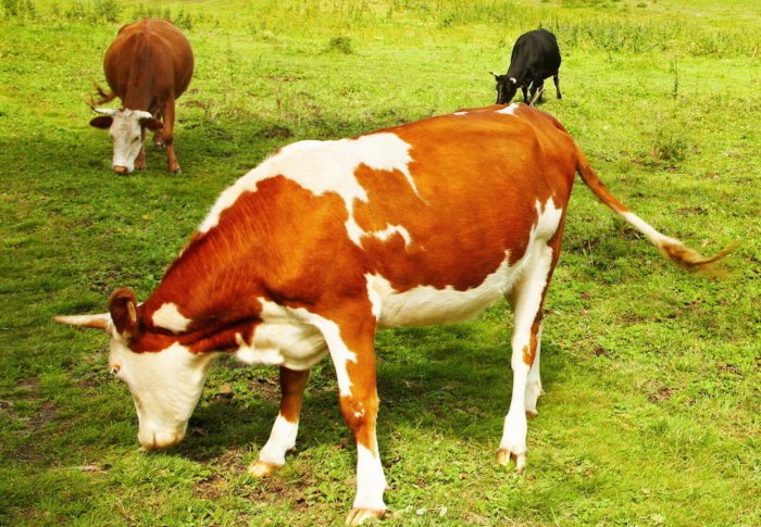 Коровы поедают траву, на которой могут быть личинки