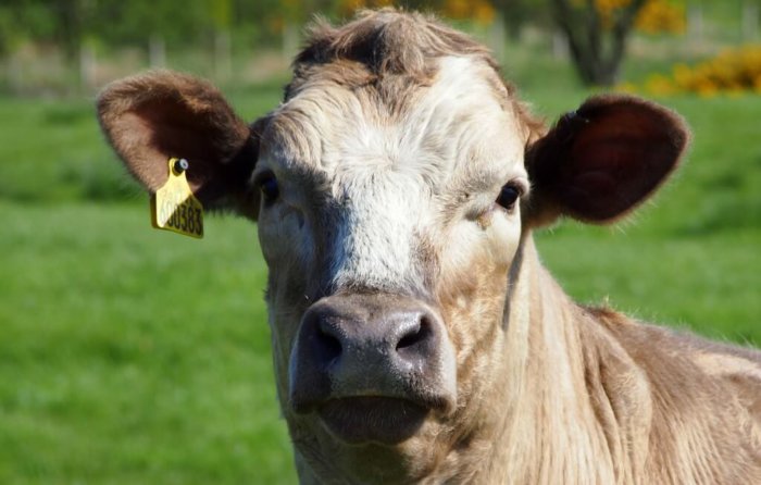 Отсутствие жвачки у коровы