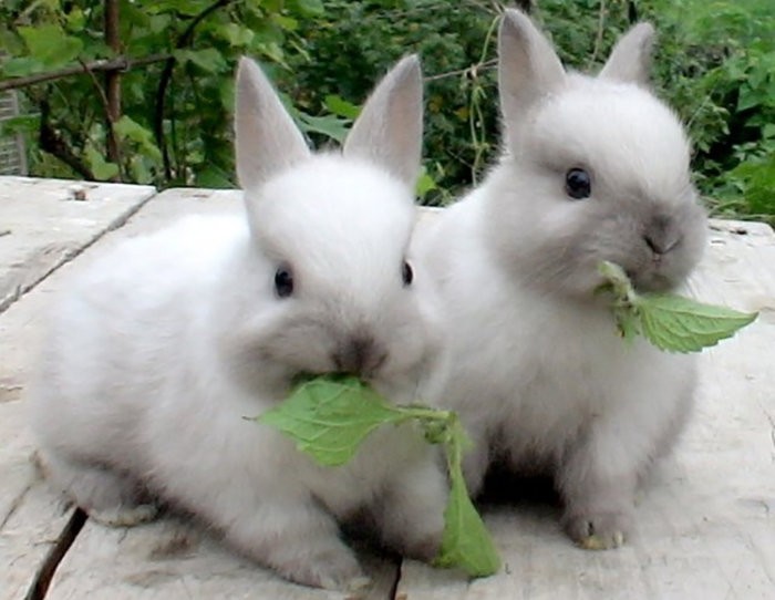 Кролики едят крапиву