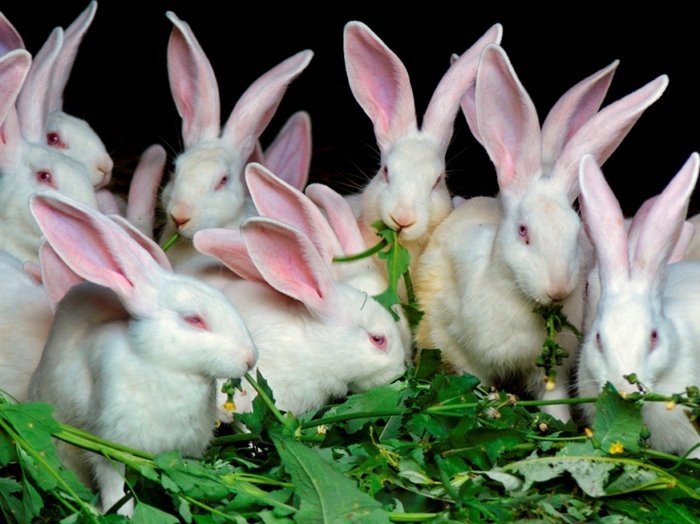 Одуванчики дают кроликам только в составе травяных смесей