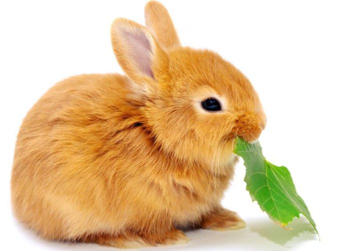 Меняются вкусовые пристрастия беременных крольчих