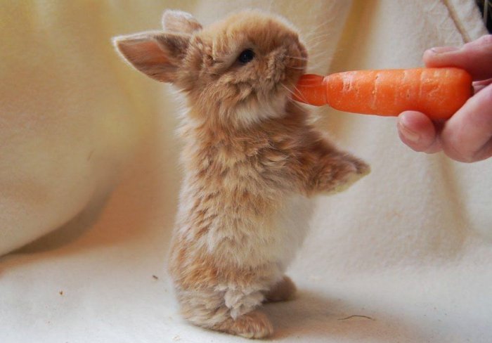 Приручение кролика
