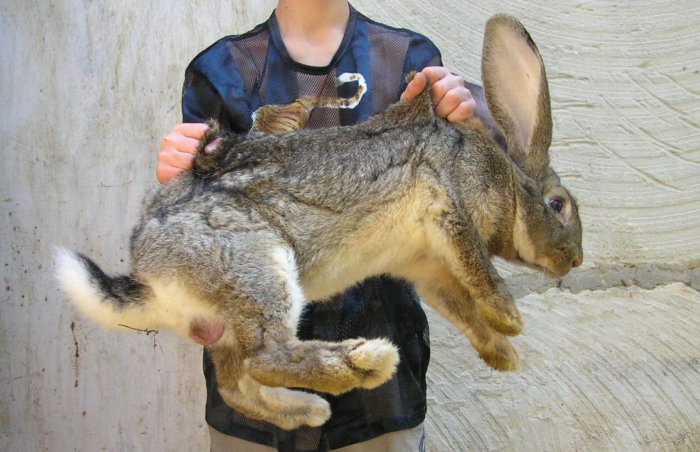 В ямах невозможно выращивать кроликов крупных пород