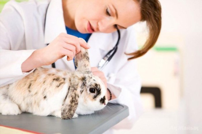 Осмотр кролика ветеринаром