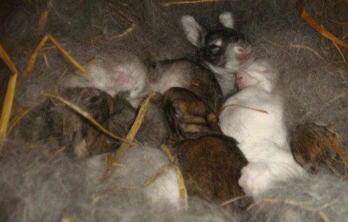 Крольчата в гнезде