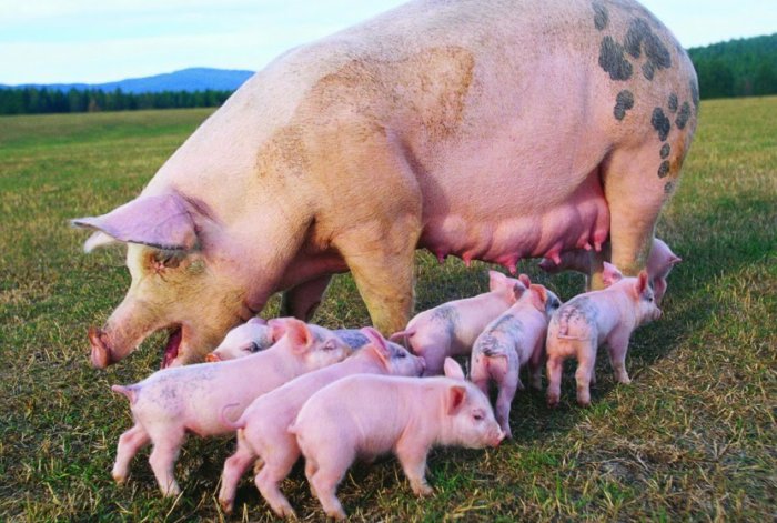Разведение свиней на домашнем подворье