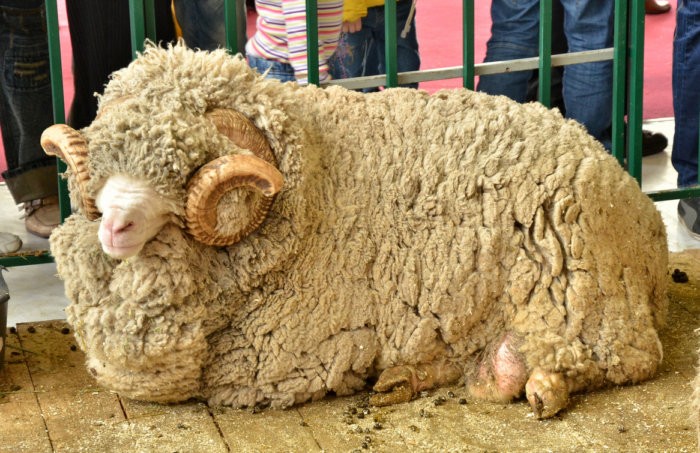 Руно овец меринос сильно отличается от других