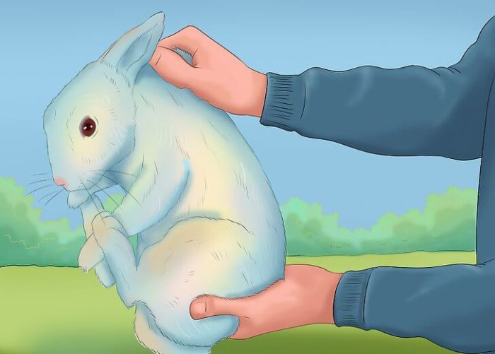 Правильный способ передать кролика