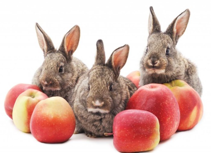 Яблоки для декоративных кроликов