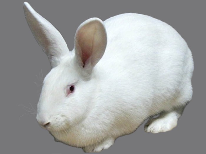Порода кроликов белый великан
