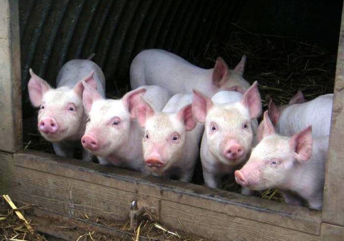 Плохие условия содержания свиней