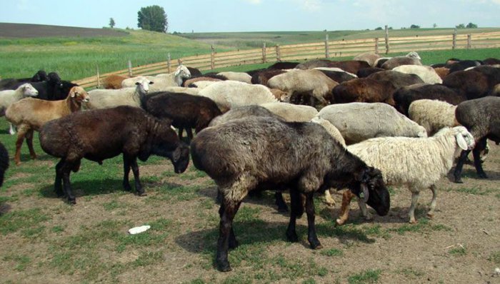 Курдючные овцы нетребовательны к условиям содержания