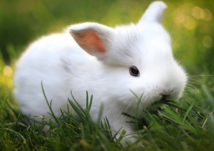 Миниатюрный лисий кролик