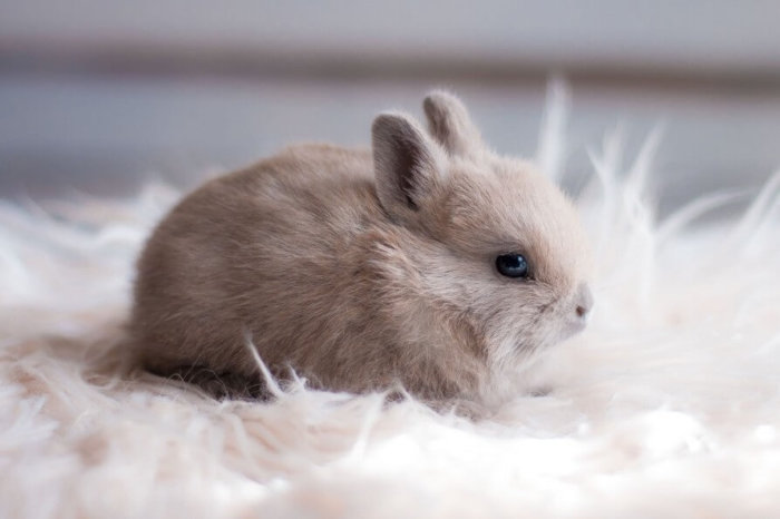 Трусишка: Имя можно выбрать по поведению кролика