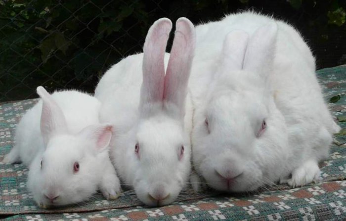 Кролики бройлерных пород