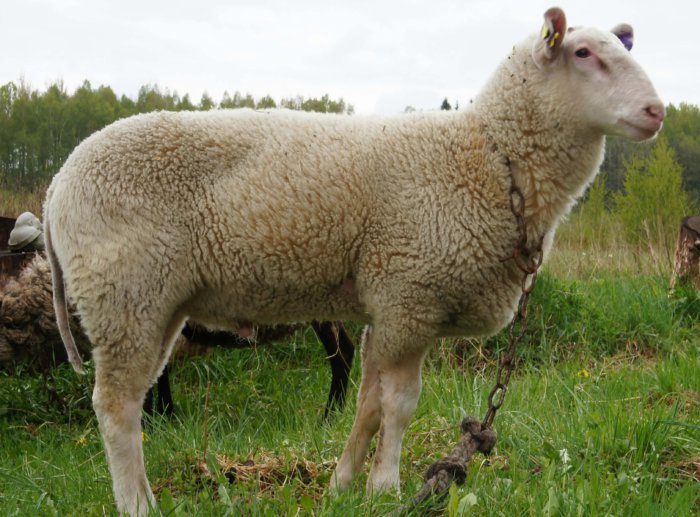 Овца куйбышевской породы