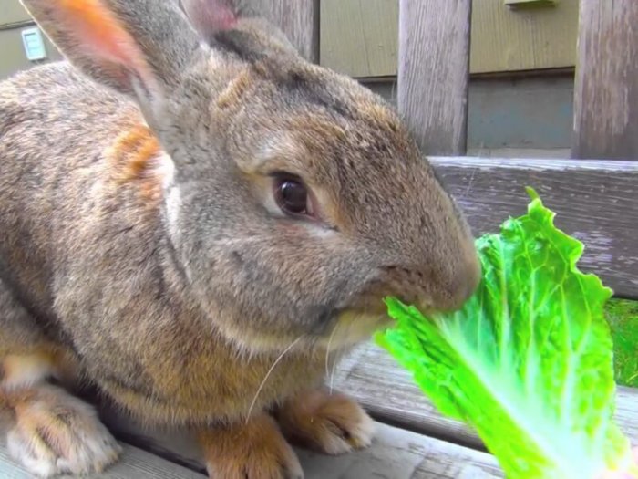 Кролик ест капусту