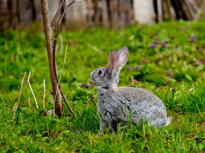 Кролик перед поеданием веточного корма