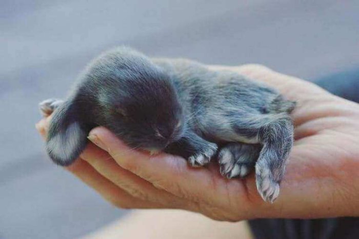 Новорожденный крольчонок