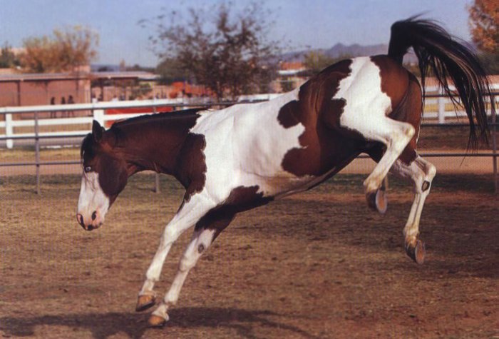 Гнедо-пегая лошадь