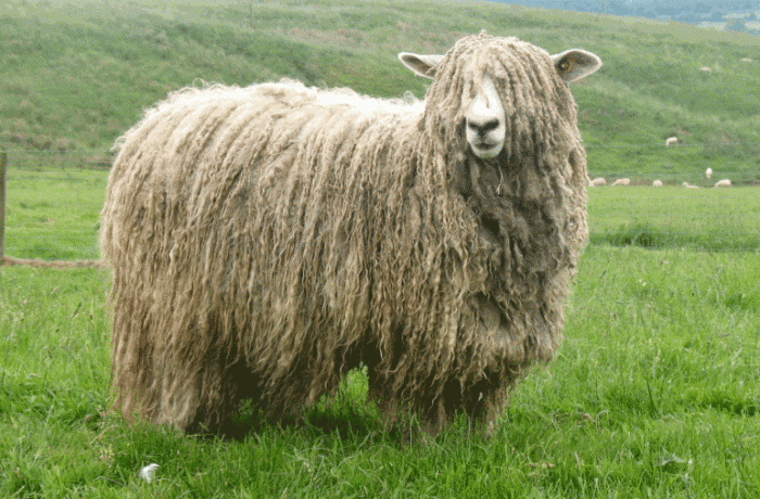 Линкольнская порода овец