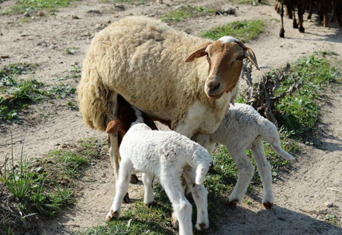 Разведение овец в домашних условиях