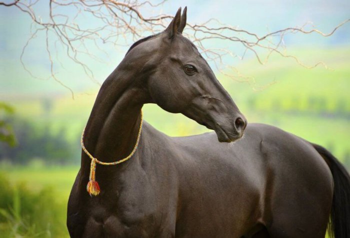 Ахалтекинская порода лошади
