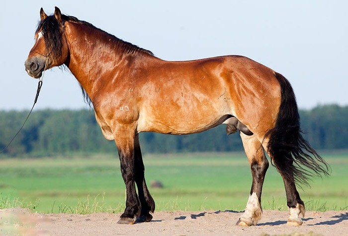 Белорусские лошади отличаются крепким телосложением