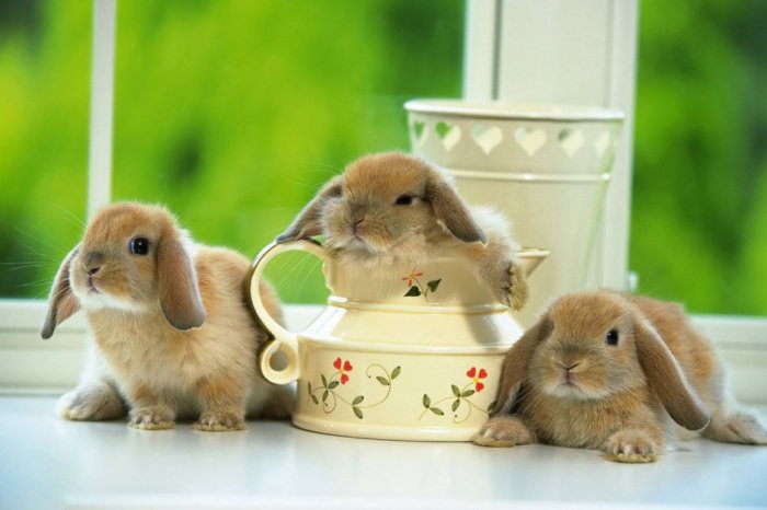 Крольчата и питание