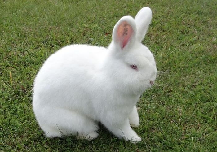 Белый новозеландский кролик