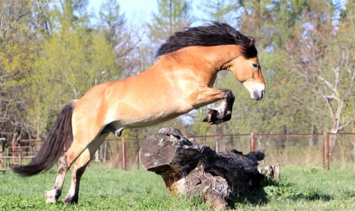 Белорусская упряжная – уникальная порода лошадей