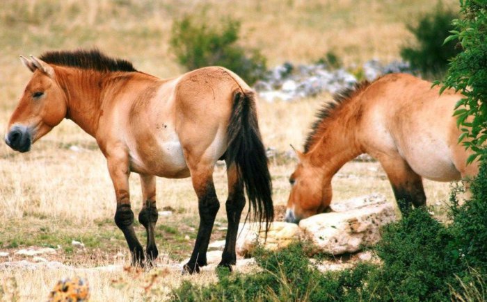 Порода лошадей Пржевальского