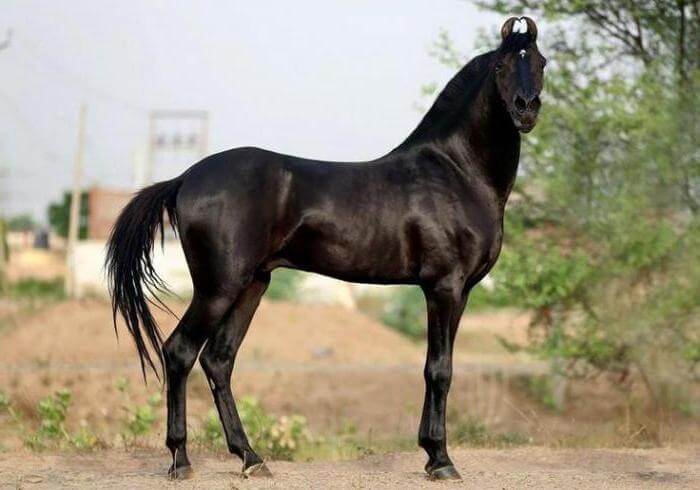 Порода лошадей марвари