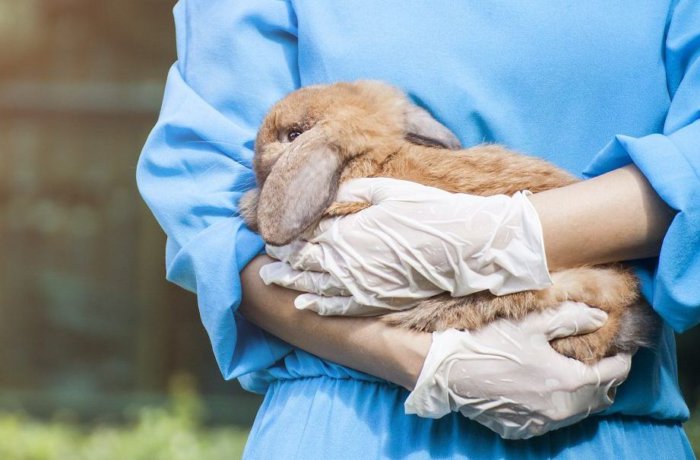 Кролик после прививки