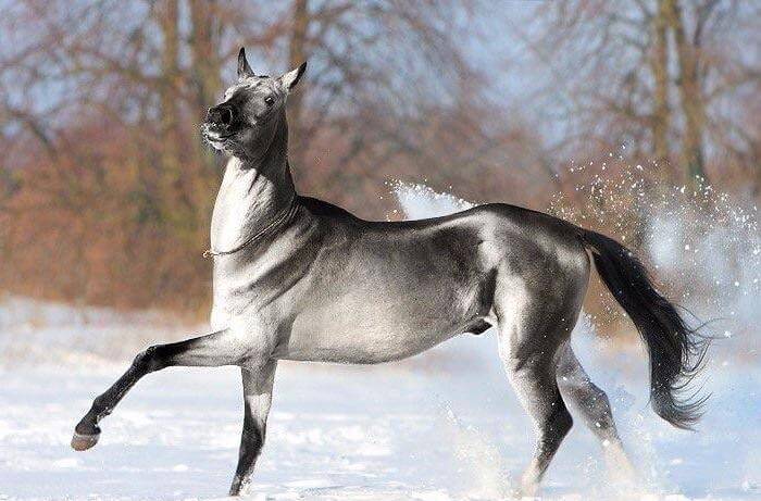 Серебристо-буланая лошадь