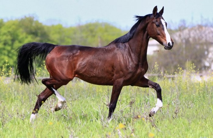 Украинская порода лошадей
