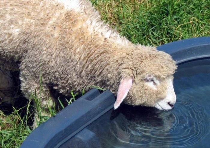 Вода для овец