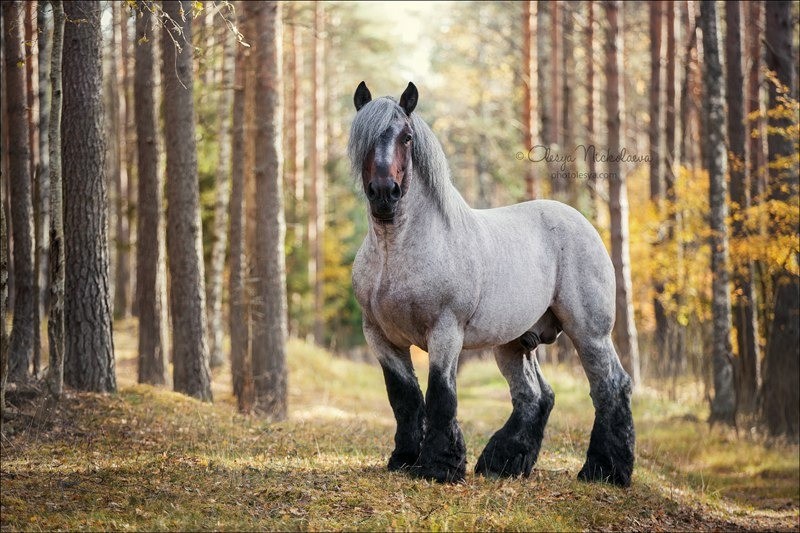 Бельгийская упряжная лошадь