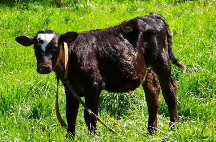 Свежая трава для 6-месячного теленка