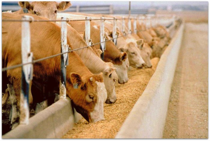 Кормление коров мясо-костной мукой