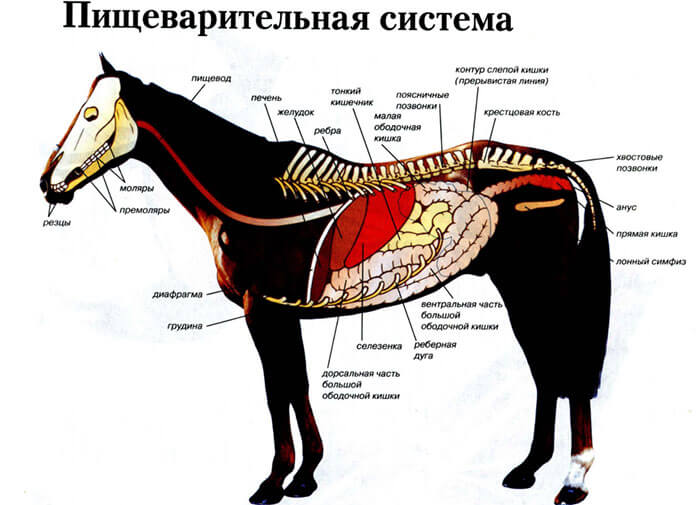 Строение пищеварительной системы лошади