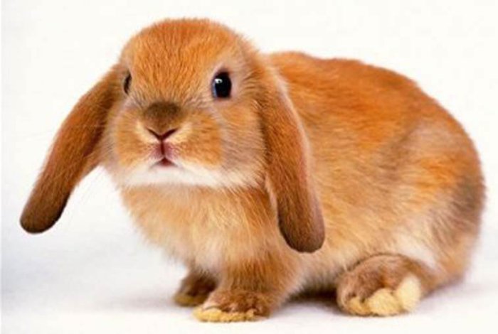Кролики породы баран картинки