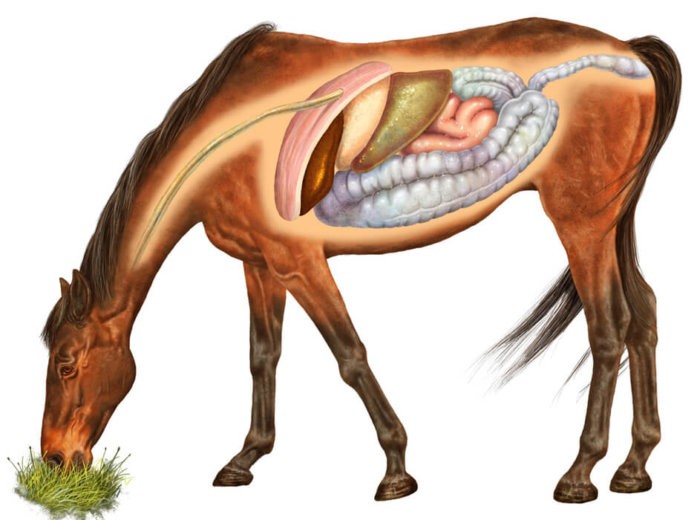 Пищеварительная система лошади