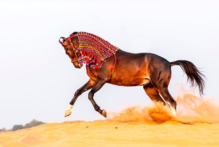 Порода марварские кони