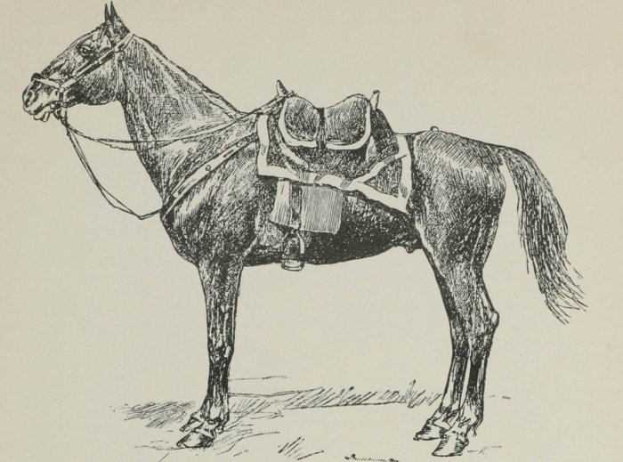 Ногайский конь