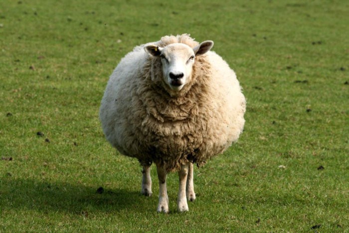 Шубная овца