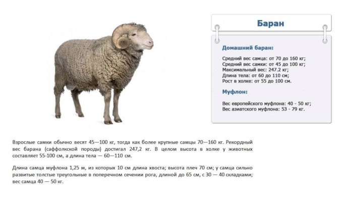 Определение веса овец